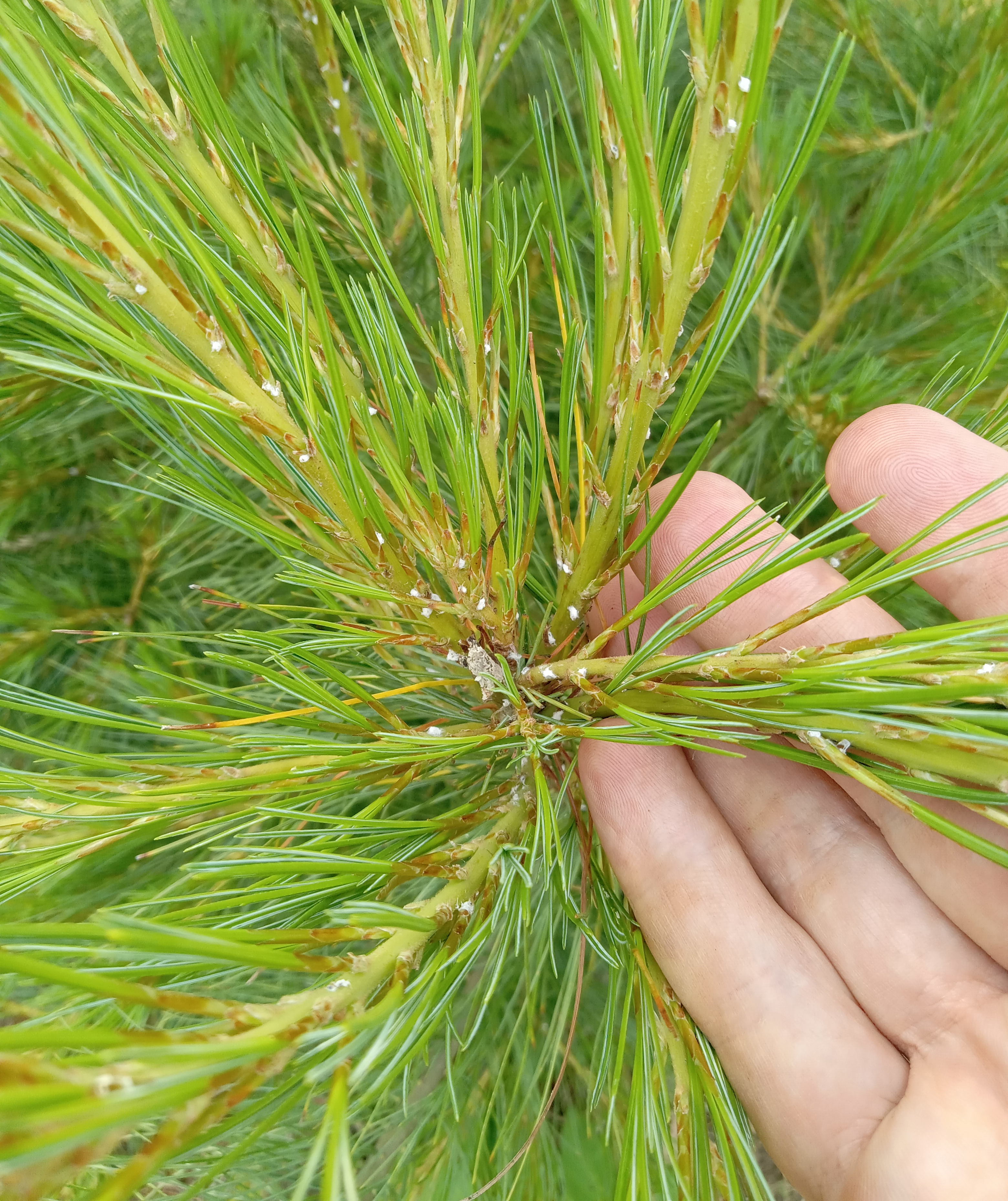 Pine bark adelgid on bark of white pine trees.